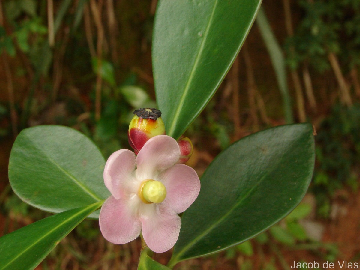Clusia rosea Jacq.
